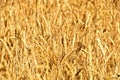 Golden rye Royalty Free Stock Photo