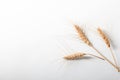Golden rye ears, dry yellow cereals spikelets in row on light blue background, closeup, copy space Royalty Free Stock Photo
