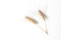 Golden rye ears, dry yellow cereals spikelets in row on light blue background, closeup, copy space Royalty Free Stock Photo