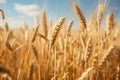 Golden Rye field. Generate Ai Royalty Free Stock Photo