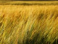 Golden rye field in summer Royalty Free Stock Photo