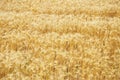 Golden rye grains on ripe rye field  background. Rye field ready for harvesting Royalty Free Stock Photo