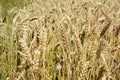Golden rye grains on rye field  background Royalty Free Stock Photo