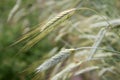 Golden rye Secale cereale, close-up Royalty Free Stock Photo