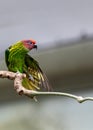 Golden's Lorikeet (Trichoglossus goldiei) - Vibrant Avian Jewel