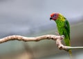 Golden's Lorikeet (Trichoglossus goldiei) - Vibrant Avian Jewel Royalty Free Stock Photo