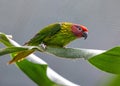 Golden's Lorikeet (Trichoglossus goldiei) - Vibrant Avian Jewel Royalty Free Stock Photo