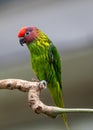 Golden's Lorikeet (Trichoglossus goldiei) - Vibrant Avian Jewel