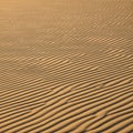 Golden sand dunes with evenly spaced Royalty Free Stock Photo