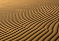 Golden sand dunes feature a pattern of ripples created by wind. Royalty Free Stock Photo