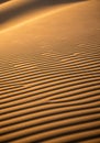 Golden sand dunes with fine, linear ripples create a mesmerizing pattern under soft, Royalty Free Stock Photo
