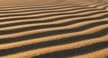 Golden sand ripples create a mesmerizing pattern, with alternating light and shadow bands. The fine Royalty Free Stock Photo