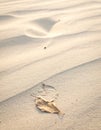 Golden Sand Texture with a Leaf in Beach Landscape at Desert with Fine Grain Royalty Free Stock Photo