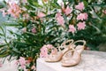 Golden sandals for women, against the background of a blooming rose bush of oleander. Royalty Free Stock Photo