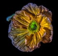 Golden satin silk poppy blossom surrealistic macro portrait,isolated single bloom,detailed texture,black background,vintage