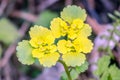 Golden Saxifrage Royalty Free Stock Photo