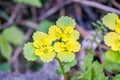 Golden Saxifrage Royalty Free Stock Photo