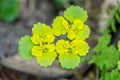 Golden Saxifrage Royalty Free Stock Photo
