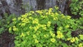 Golden saxifrage