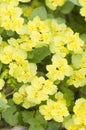 Golden saxifrage Chrysosplenium alternifolium flowers