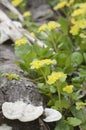 Golden saxifrage Chrysosplenium alternifolium flowers