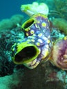 Golden Sea Squirt Polycarpa aurata Royalty Free Stock Photo