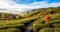 AI-generated Golden Season in Darjeeling Tea Estates Royalty Free Stock Photo