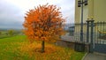 Golden season is here. Yellow and orange little tree near the vintage metal fence. Fallen colourful leaves on green grass. Autumn