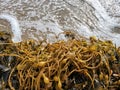 Golden Seaweed at the beach with foaming sea water