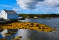 Golden Seaweed Blanket