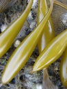 Golden seaweed detail