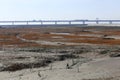 Golden seaweed, the nets in the tidal flat, the longest bridge in the world Royalty Free Stock Photo