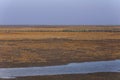 Golden seaweed, the nets in the tidal flat, wetlands in the winter Royalty Free Stock Photo