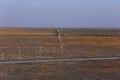 Golden seaweed, the nets in the tidal flat, wetlands in the winter Royalty Free Stock Photo