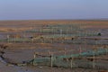 Golden seaweed, the nets in the tidal flat, wetlands in the winter Royalty Free Stock Photo