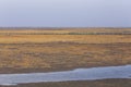 Golden seaweed, the nets in the tidal flat, wetlands in the winter Royalty Free Stock Photo