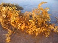 Golden seaweed in the sunlight, at the Nightcliff beach. Darwin, NT. Australia.