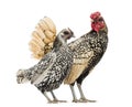 Golden Sebright Bantam rooster and silver Sebright bantam hen