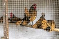Golden sebright chicken bird in the cage. Selective focus Royalty Free Stock Photo