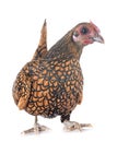 Golden Sebright chicken