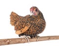 Golden Sebright chicken