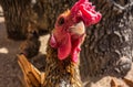 Golden Sebright rooster headshot close-up Royalty Free Stock Photo