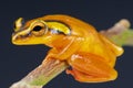 Golden sedge frog / Hyperolius puncticulatus
