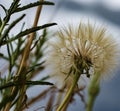 Golden seed head of rocky mountain wildflower Colorado alpine high country meadow on a cloudy day Royalty Free Stock Photo