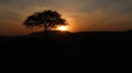 Golden Serenity: Majestic Masai Mara Sunset Captured in All Its Glory