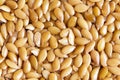 Golden sesame seeds