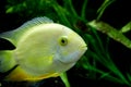 Golden Severum cichlid Heros severus Royalty Free Stock Photo