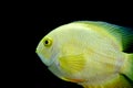 Golden Severum cichlid Heros severus Royalty Free Stock Photo