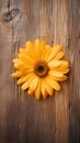 golden shade sunflower flower on wooden background.copy space