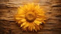 golden shade sunflower flower on wooden background.copy space